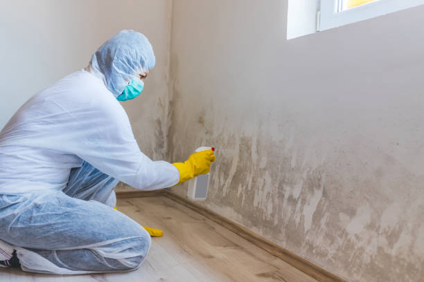Licensed Commercial Mold Remediation service in Clarksville, TN - WQB Mold Removal